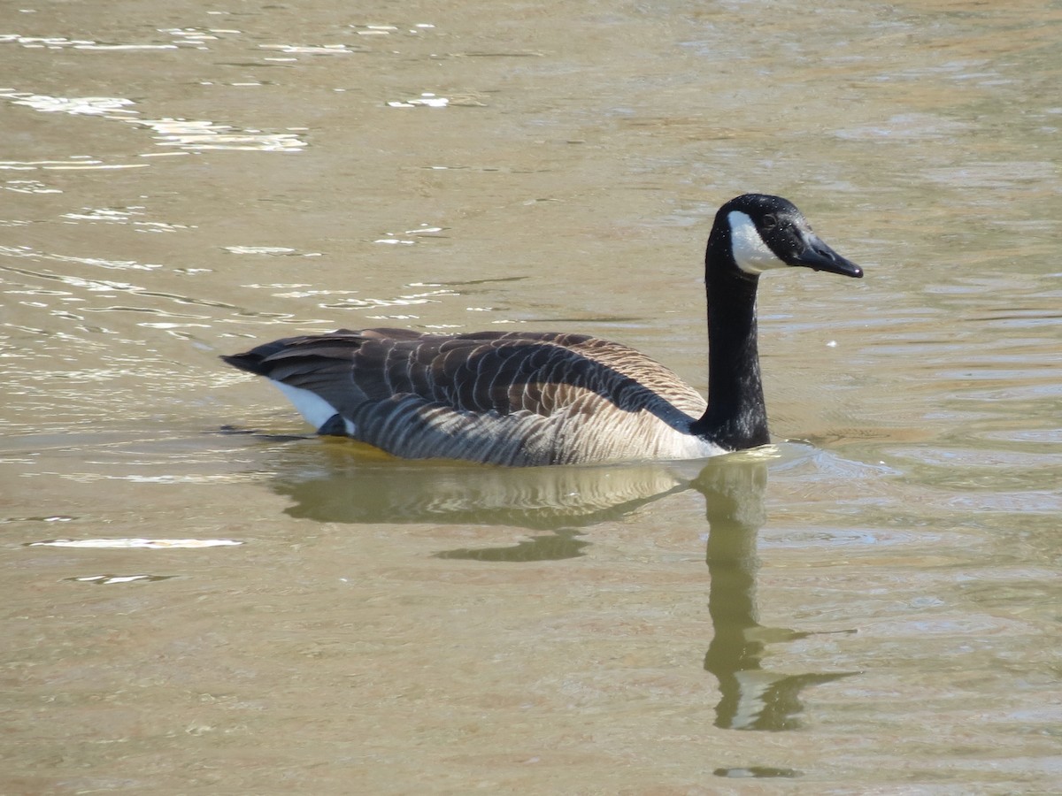 Canada Goose - ML615349726