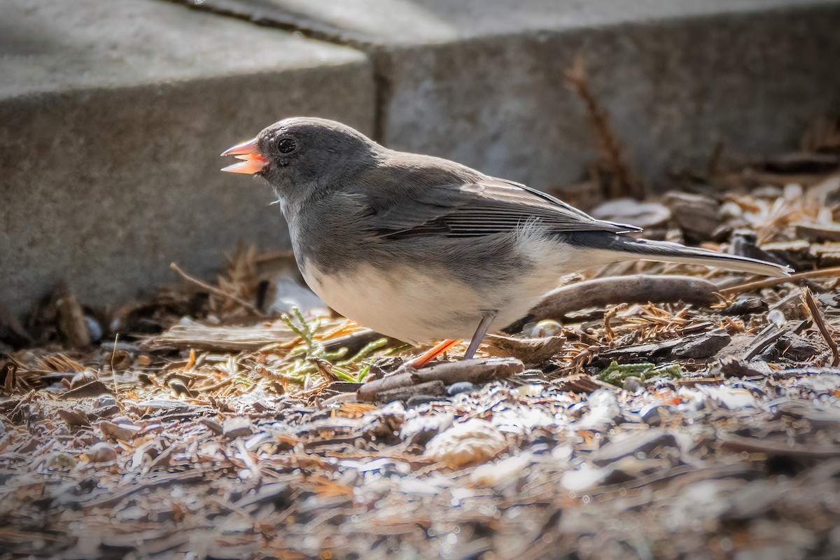 Junco Ojioscuro - ML615349751