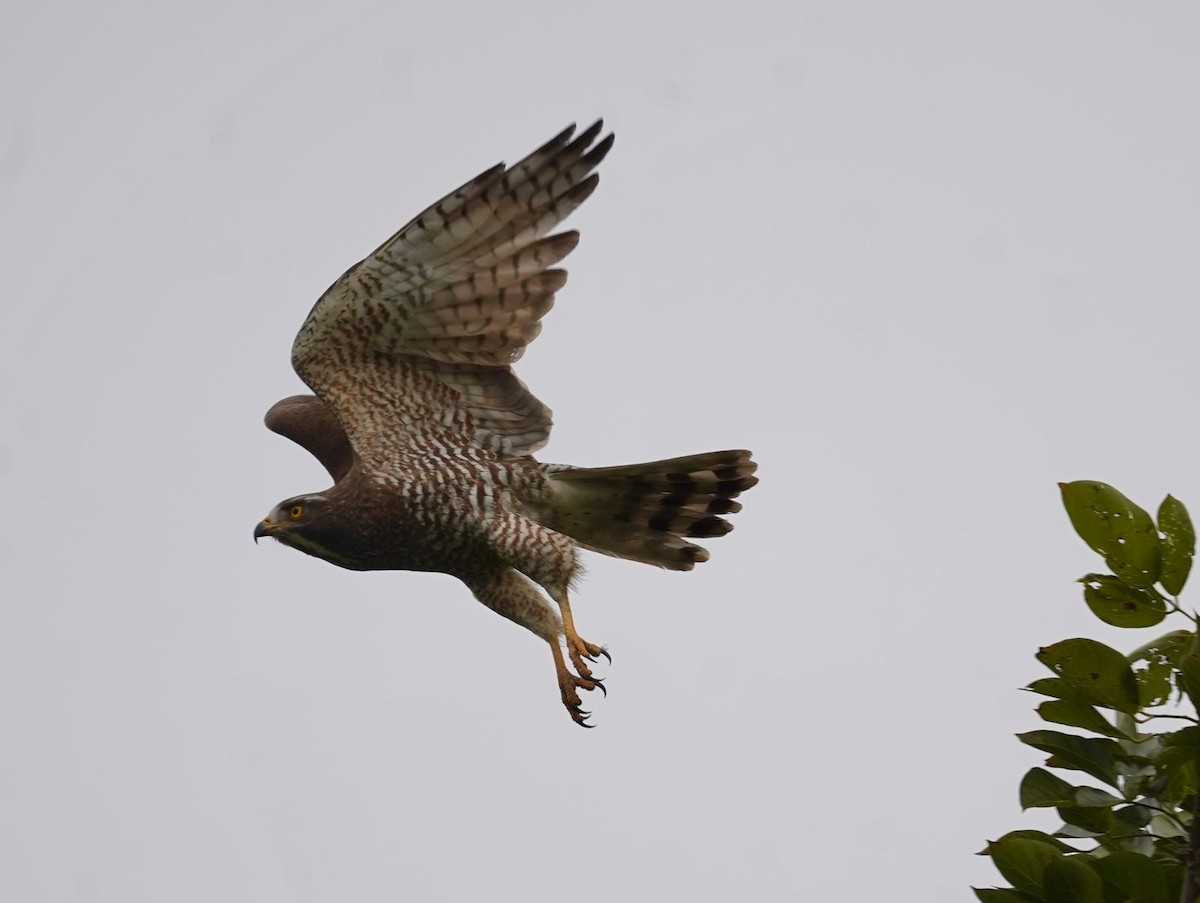 jestřábec východní - ML615349852