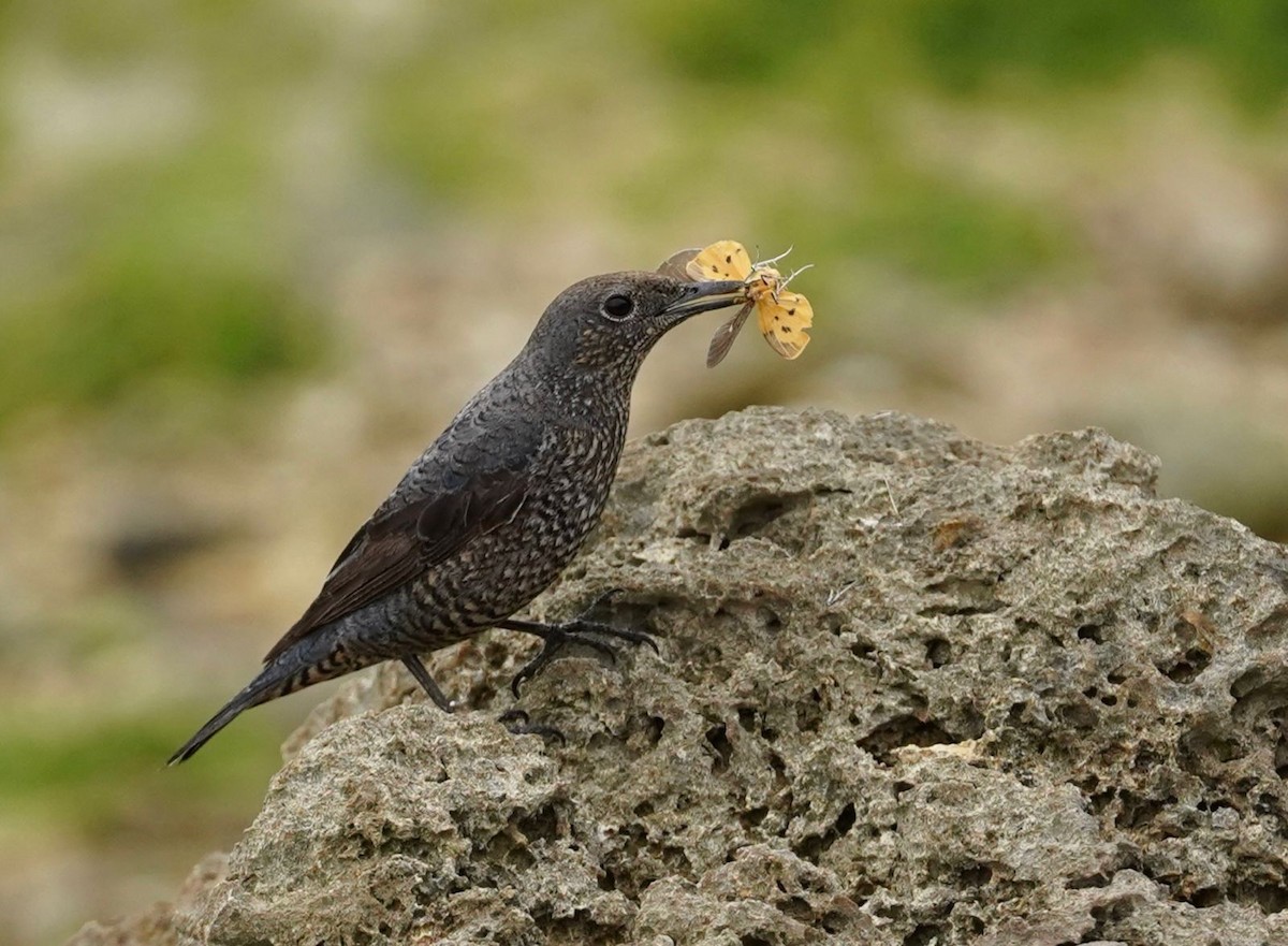 skalník modrý - ML615349857