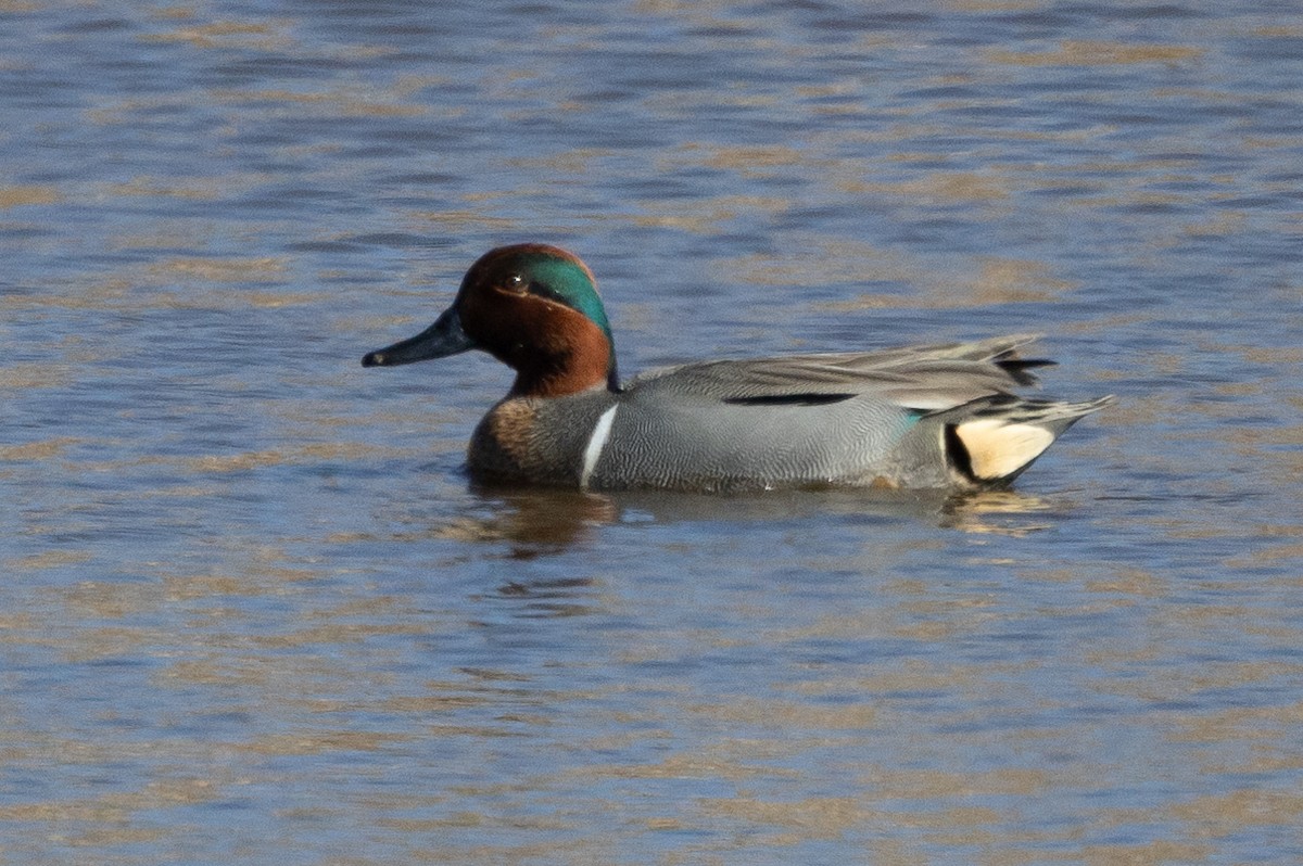 Green-winged Teal - ML615349867