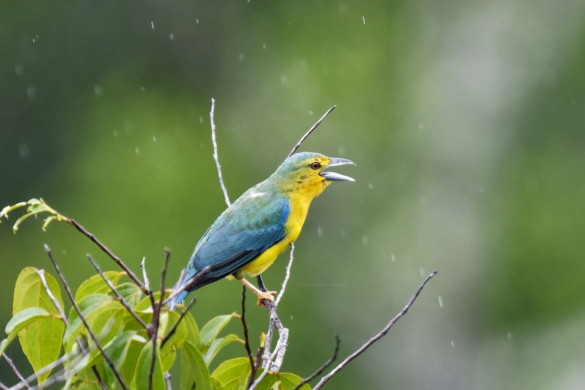 Blue-backed Tanager - Holger Teichmann