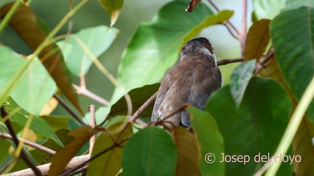 Black-crowned Tityra - ML615349908