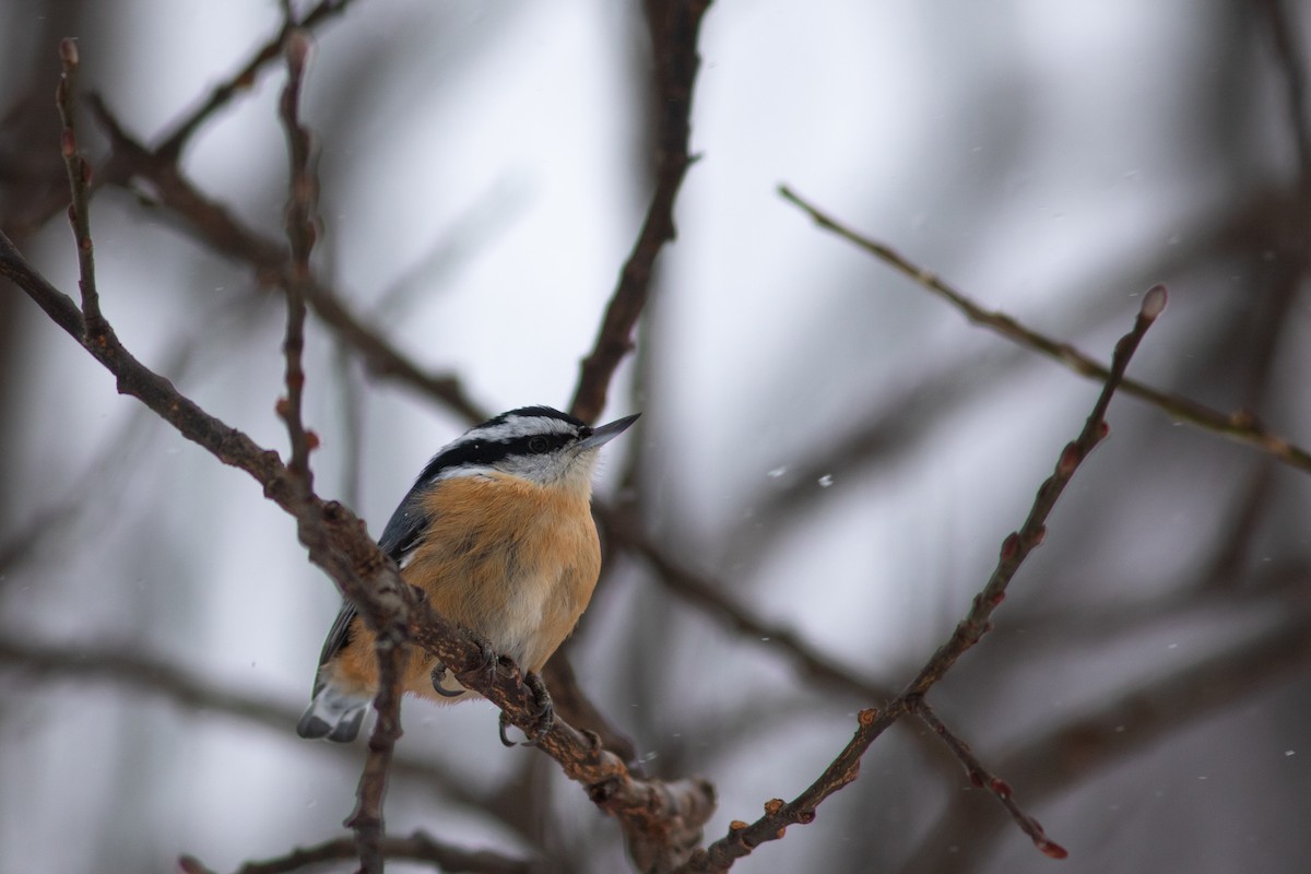 Red-breasted Nuthatch - ML615349937