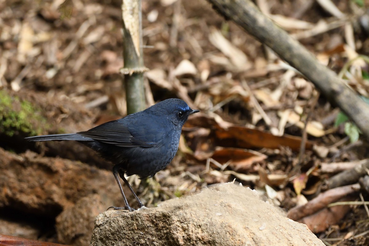 Blue-fronted Robin - ML615349943