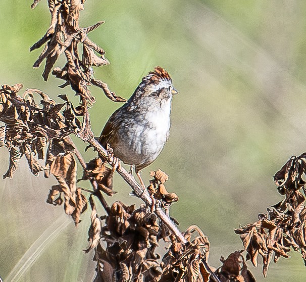 Swamp Sparrow - ML615349995