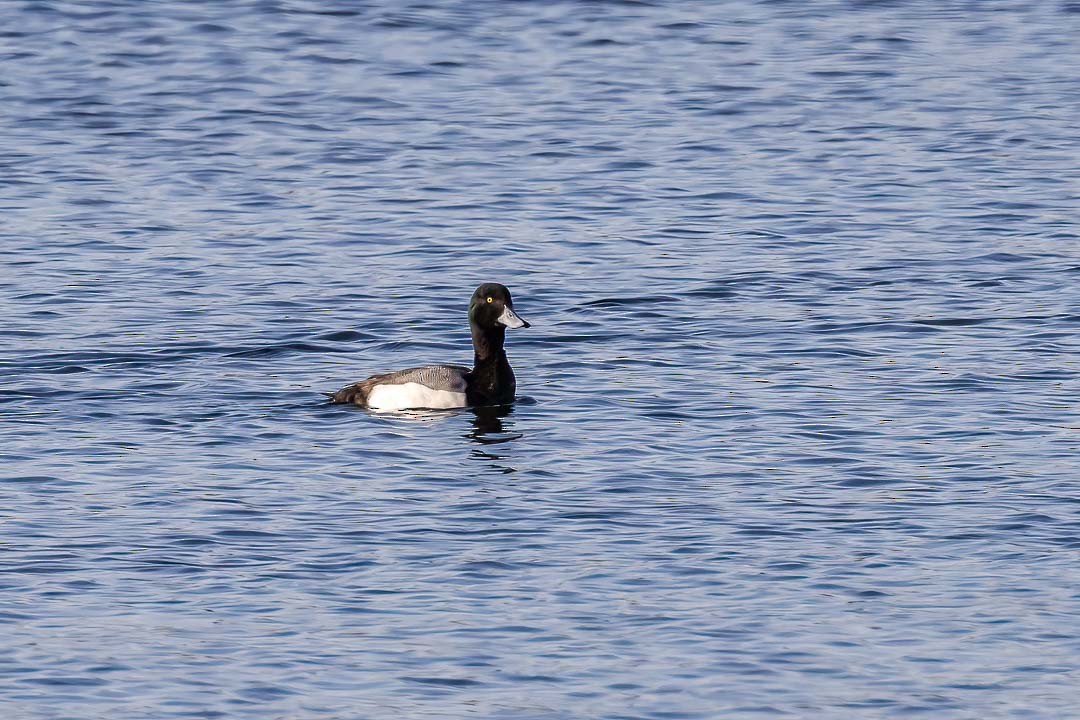 Greater Scaup - ML615350020