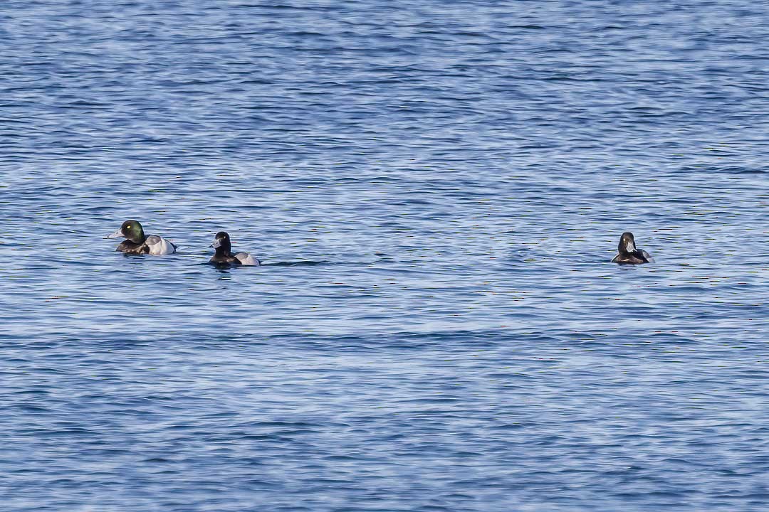 Greater Scaup - ML615350021