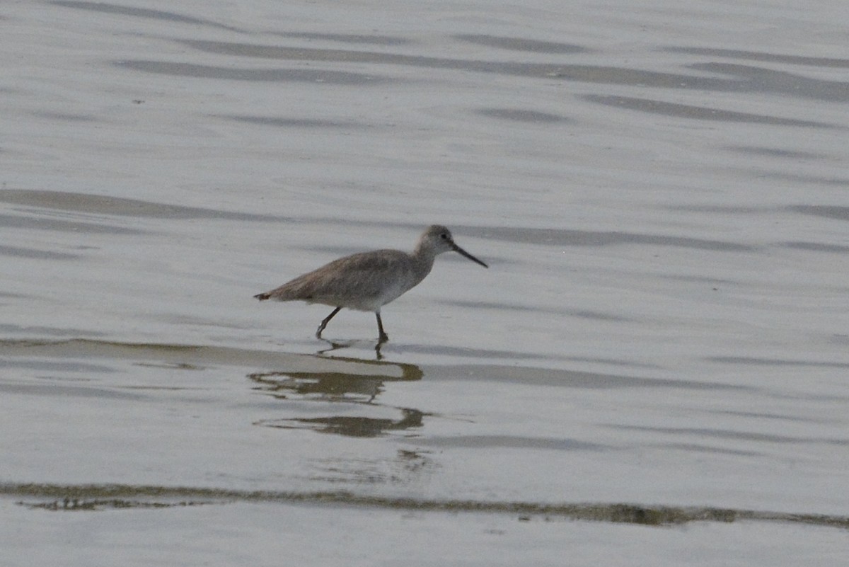 Willet - ML615350054