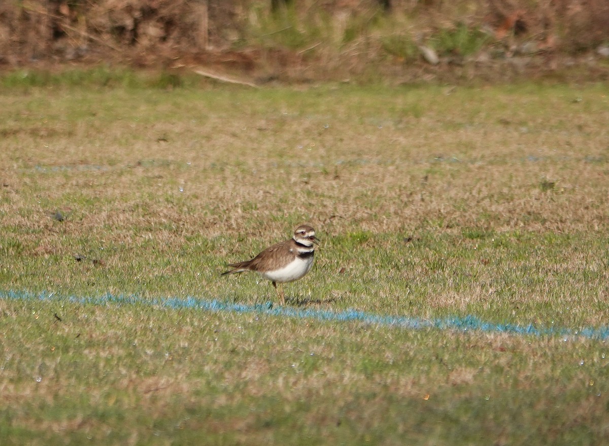 Killdeer - ML615350131