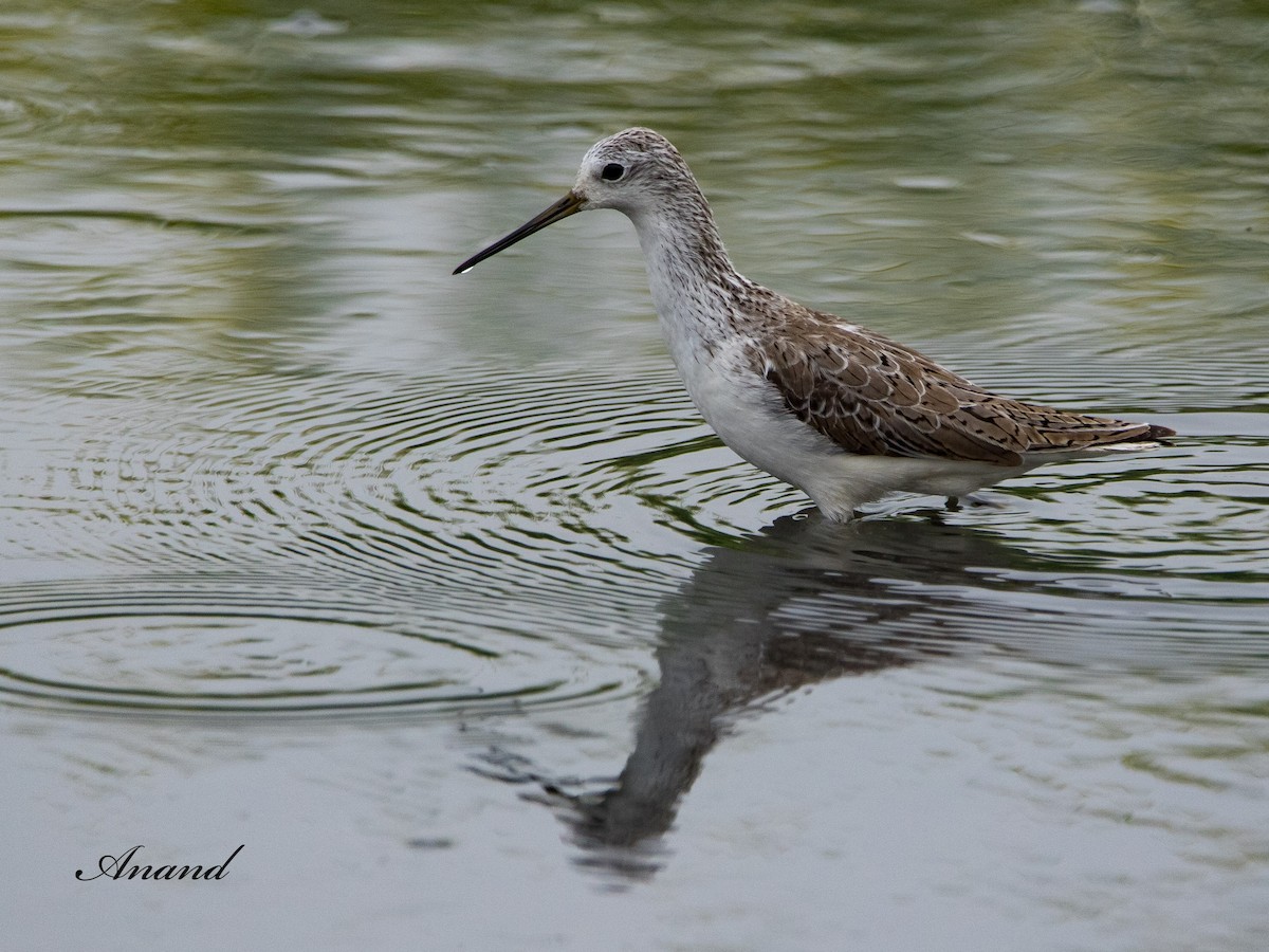 Marsh Sandpiper - ML615350147