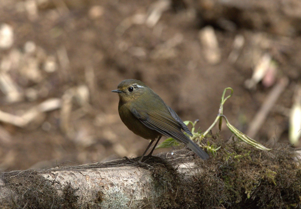 White-browed Bush-Robin - ML615350150