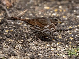 Fox Sparrow - ML615350155