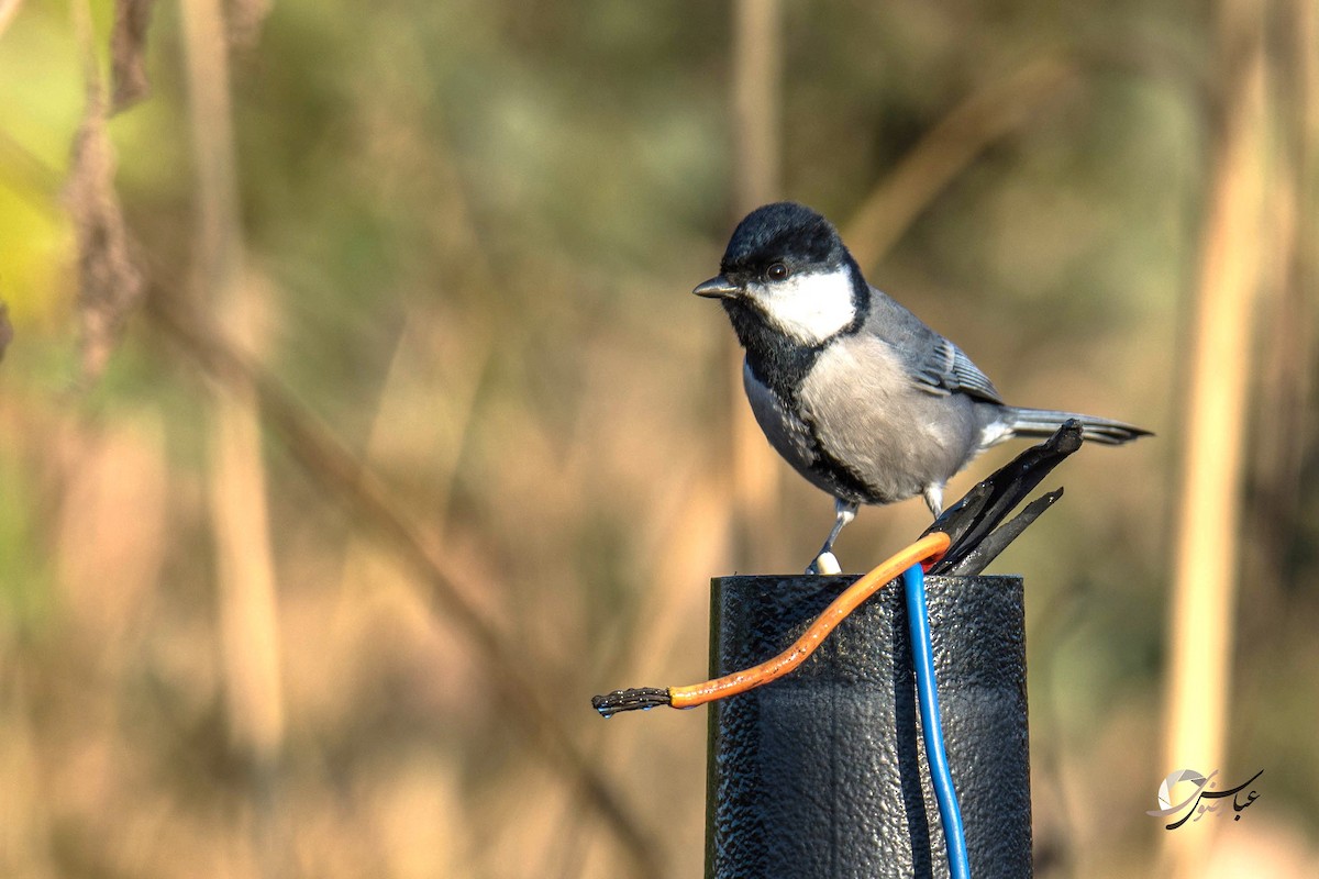 Cinereous Tit - Abbas Rizvi