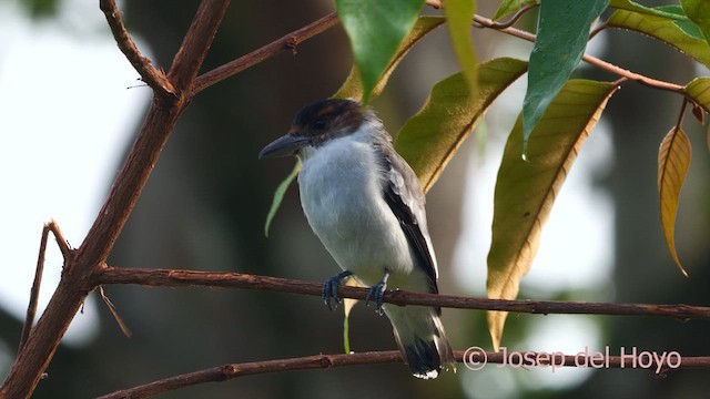 Black-crowned Tityra - ML615350173