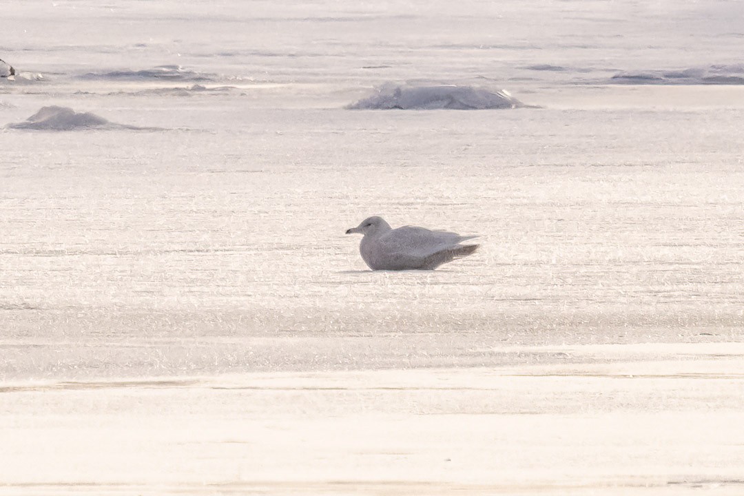 Glaucous Gull - ML615350204