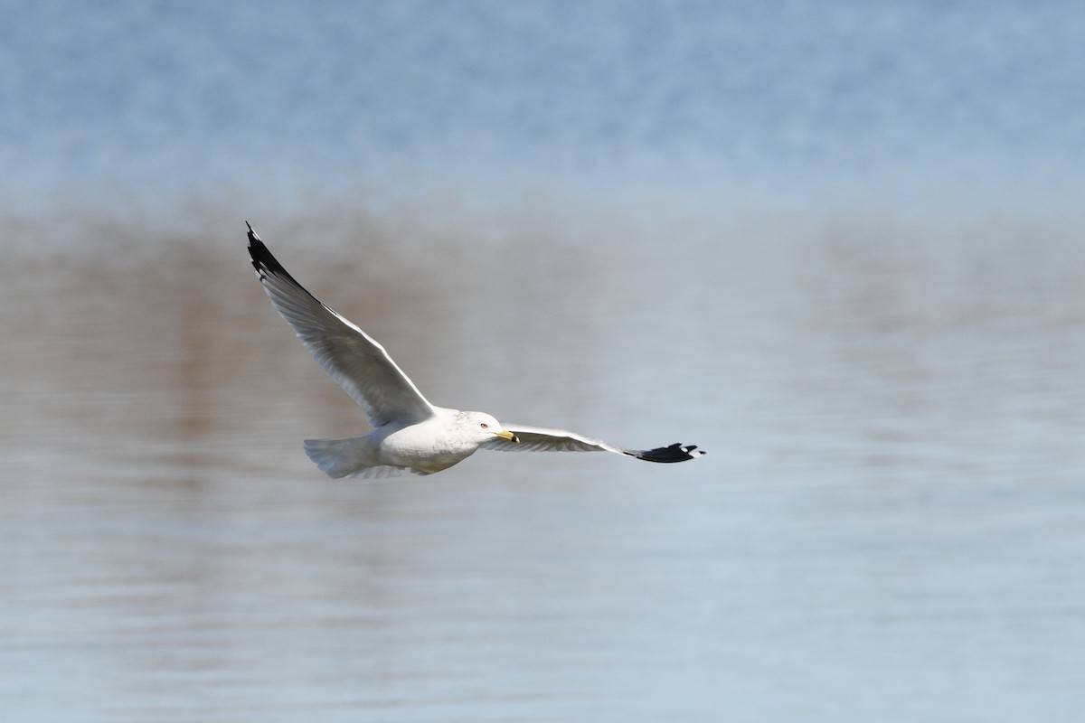 Ring-billed Gull - ML615350206