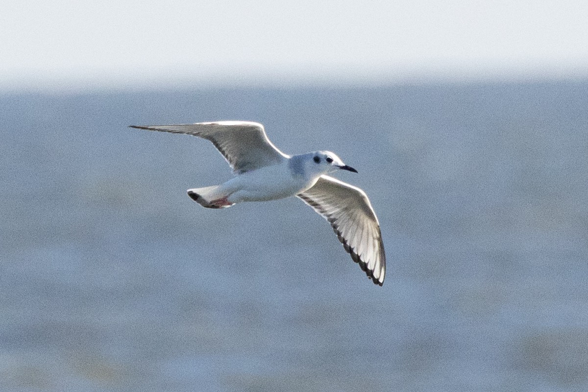 Bonaparte's Gull - ML615350215