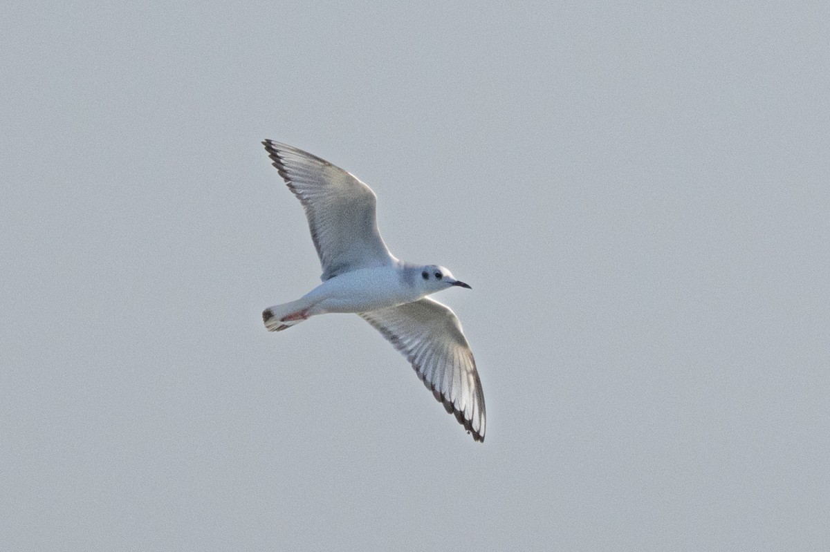 Bonaparte's Gull - ML615350216