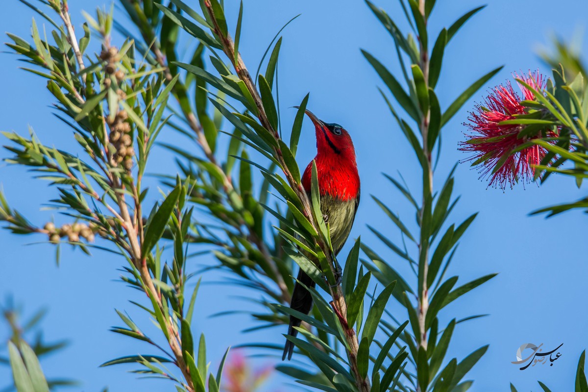 Crimson Sunbird - Abbas Rizvi