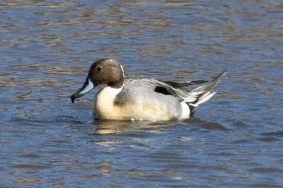 Northern Pintail - ML615350258