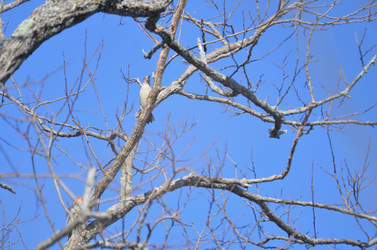 Red-bellied Woodpecker - Richard Garrigus