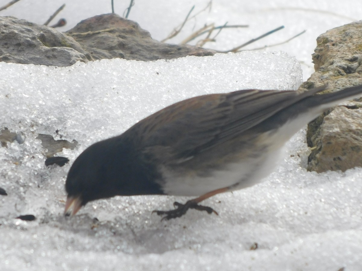 Dark-eyed Junco (cismontanus) - ML615350398