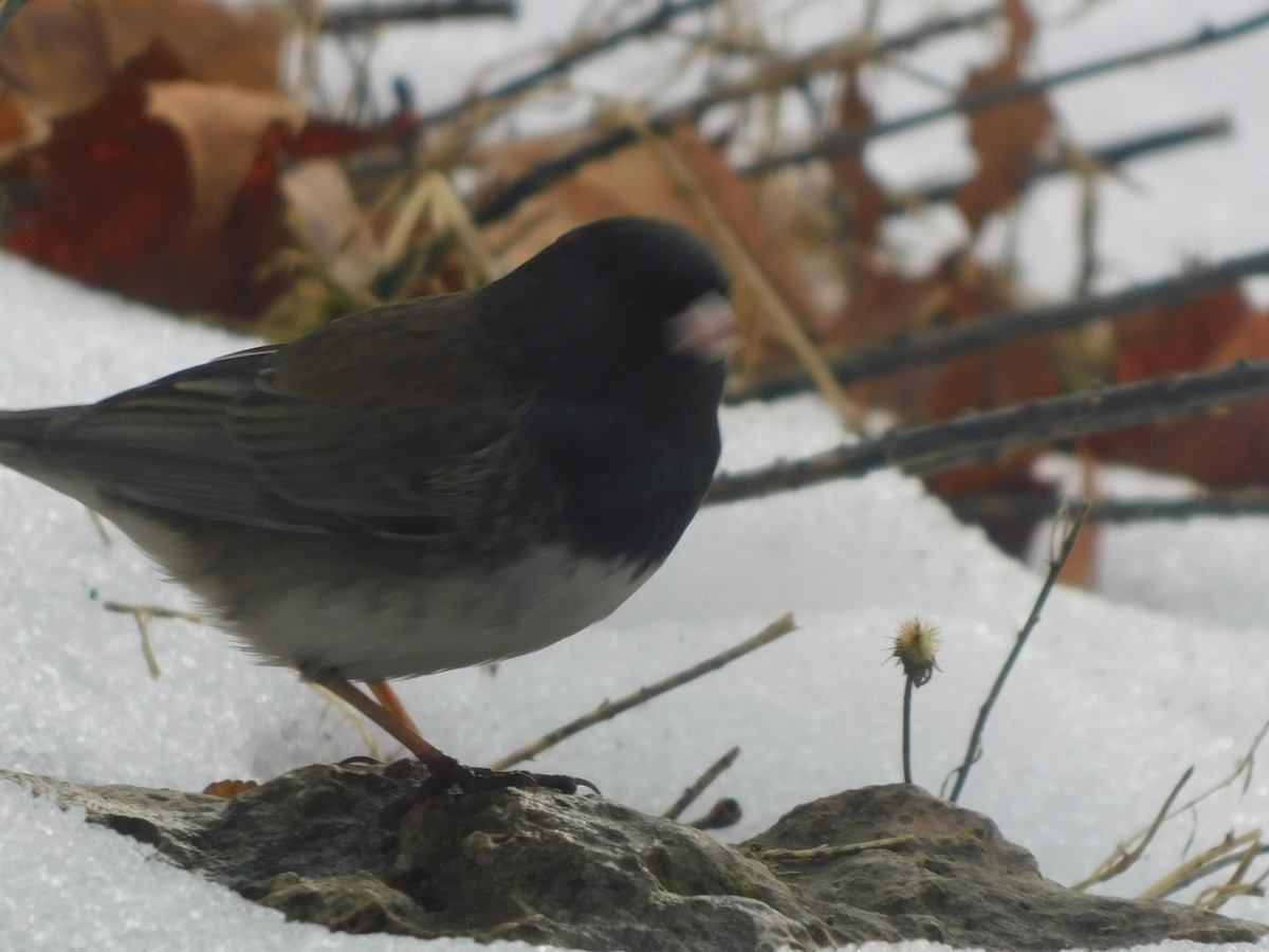 Dark-eyed Junco (cismontanus) - ML615350404