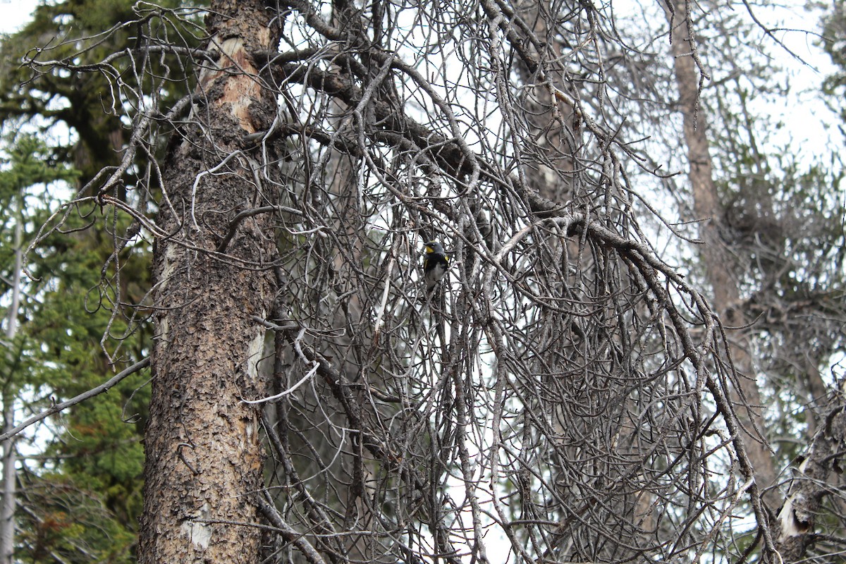 Yellow-rumped Warbler - ML615350429