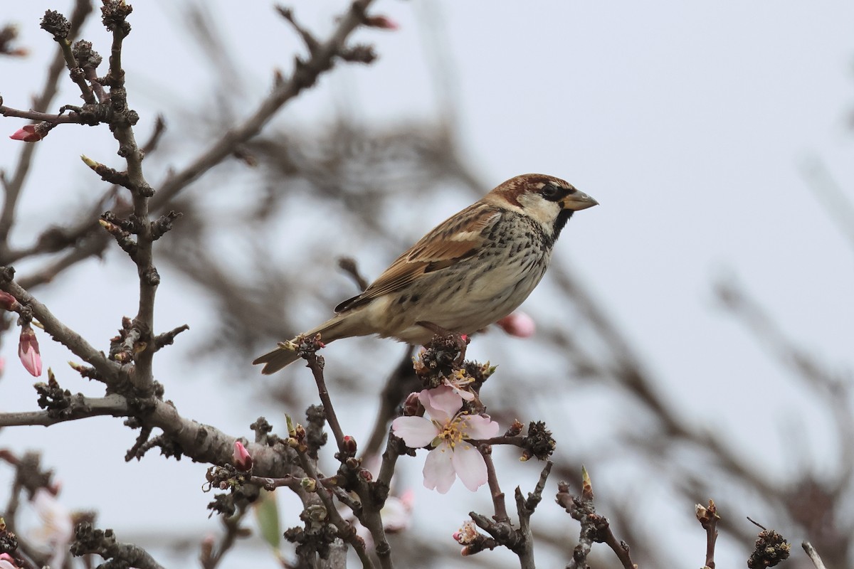 Spanish Sparrow - ML615350444