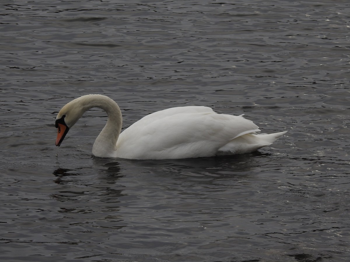 Cygne tuberculé - ML615350445