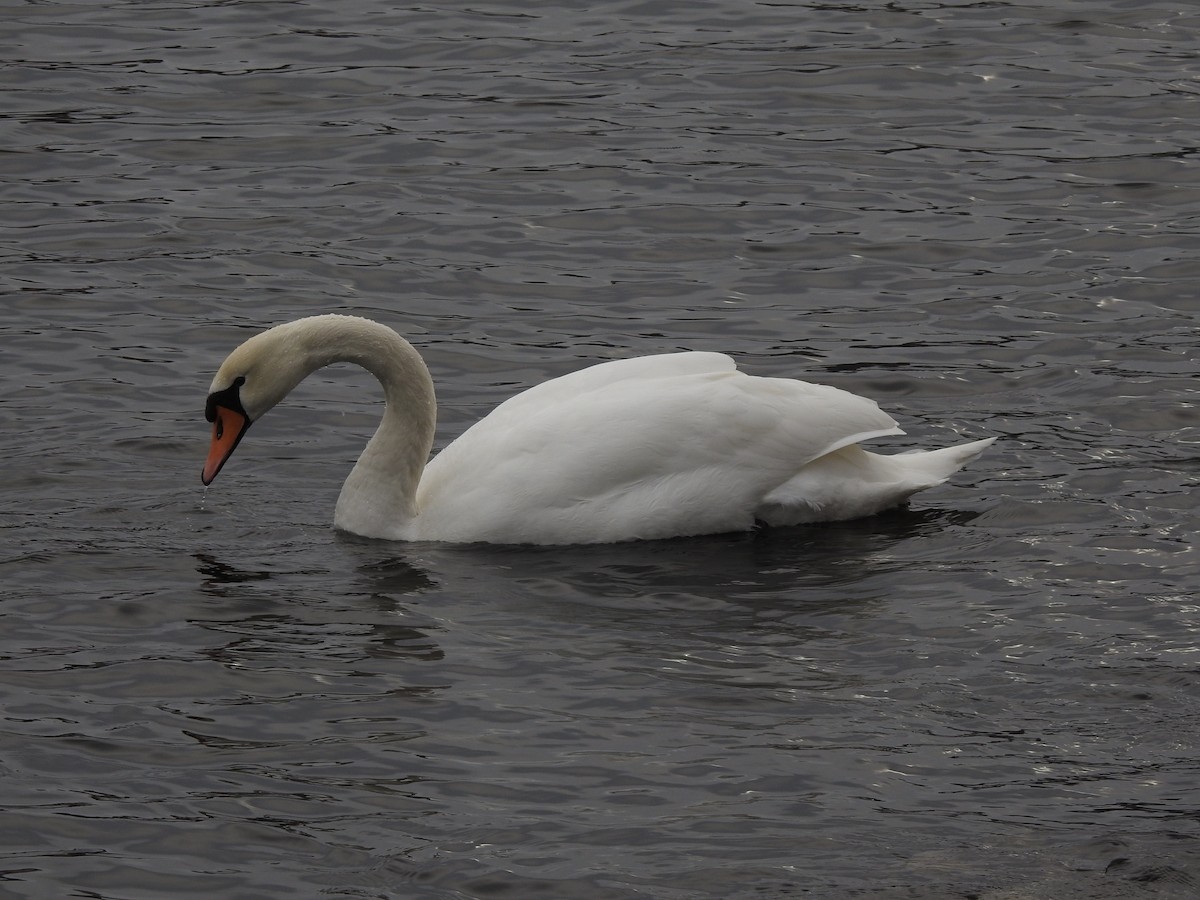 Cygne tuberculé - ML615350446