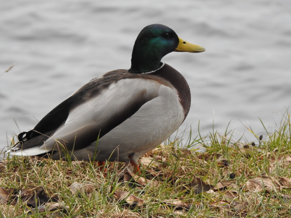 Canard colvert - ML615350451