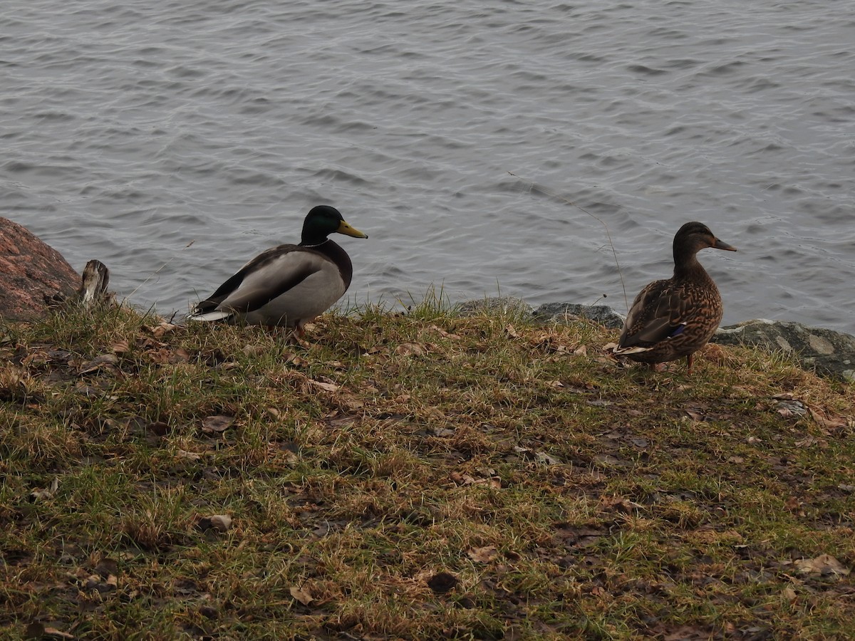 Canard colvert - ML615350452