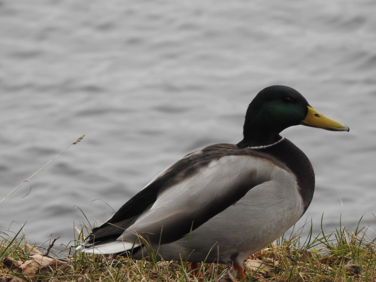 Canard colvert - ML615350453