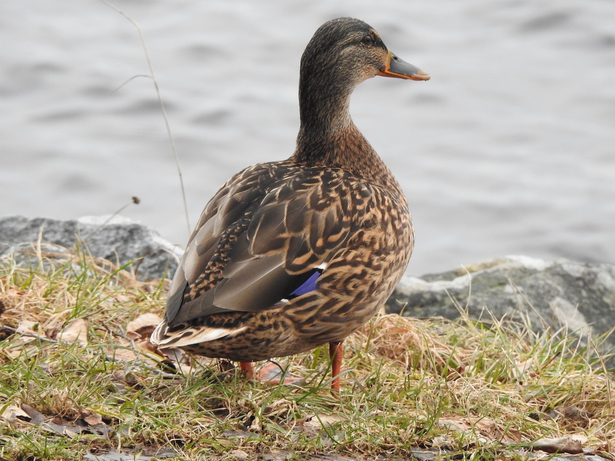 Canard colvert - ML615350454