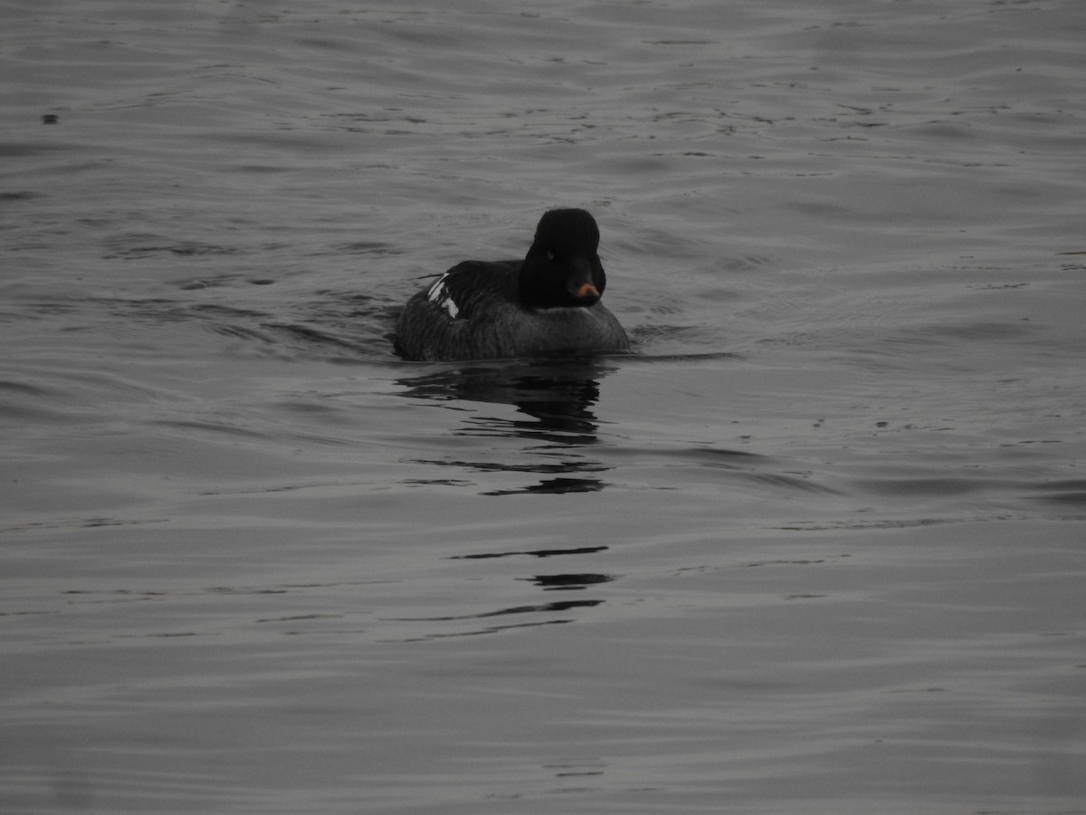 Common Goldeneye - ML615350461