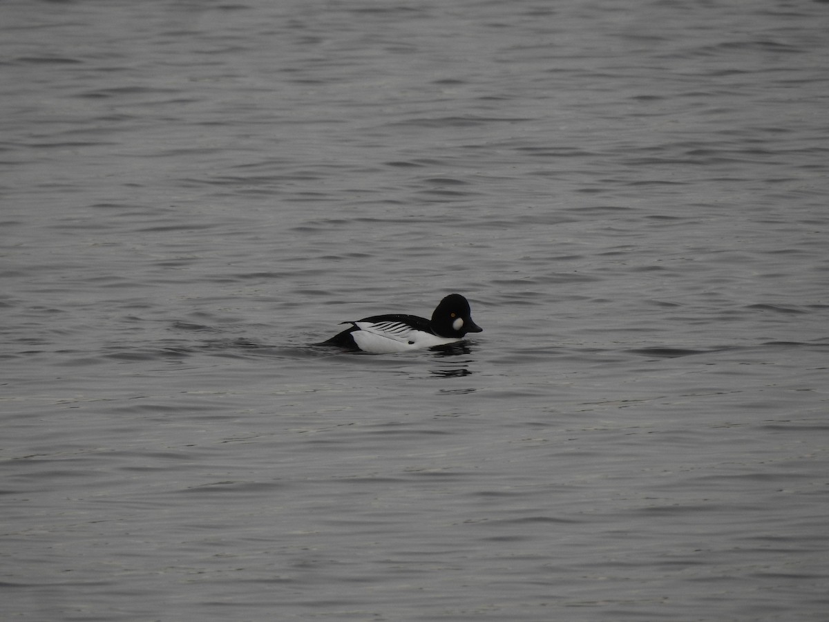 Common Goldeneye - ML615350462