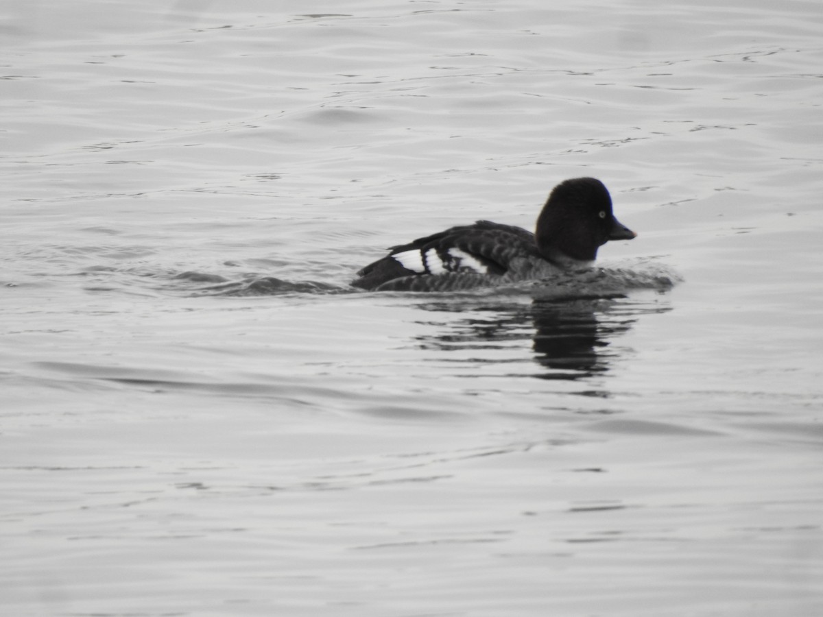 Common Goldeneye - ML615350463