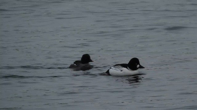 Common Goldeneye - ML615350466