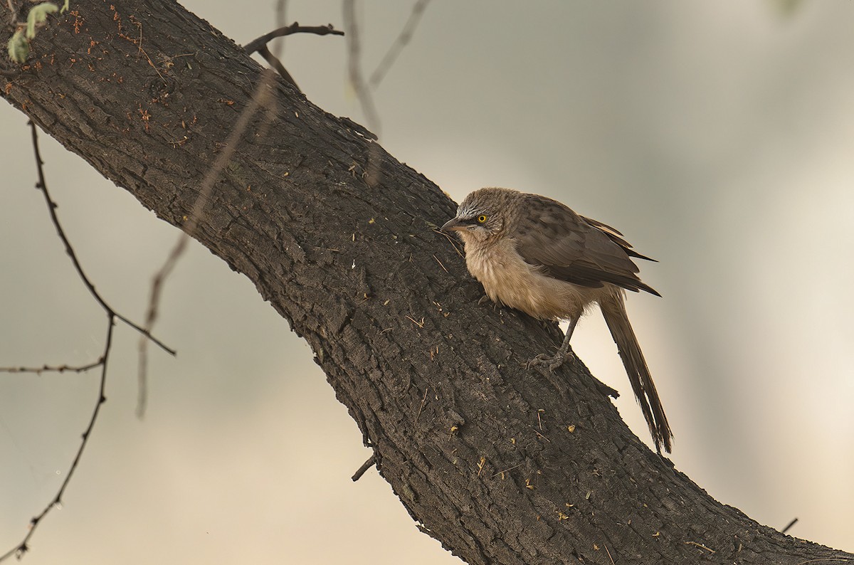 Large Gray Babbler - ML615350479