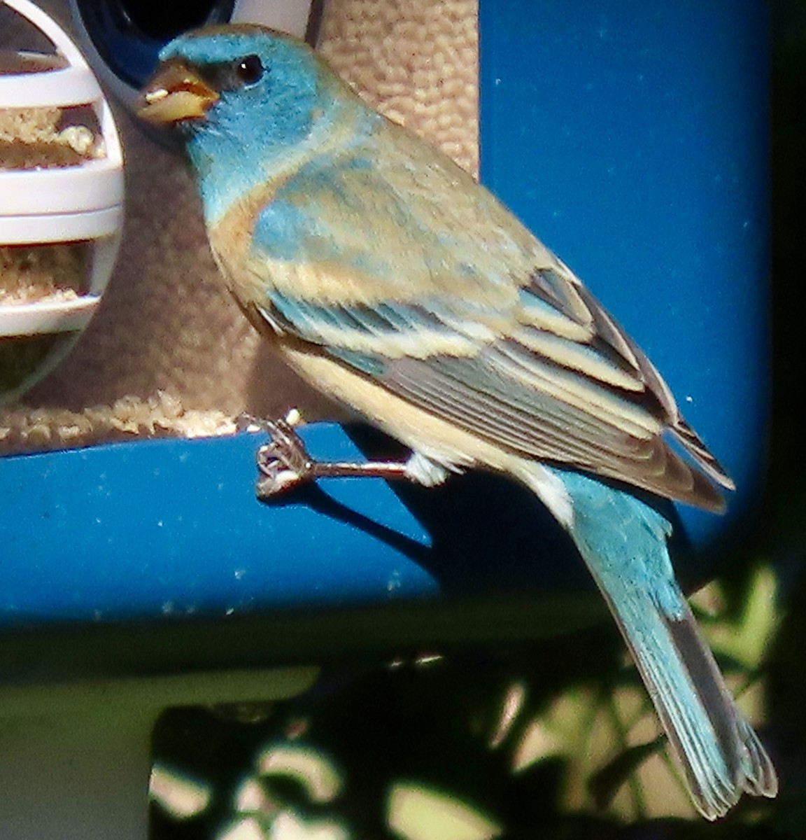 Lazuli Bunting - ML615350484