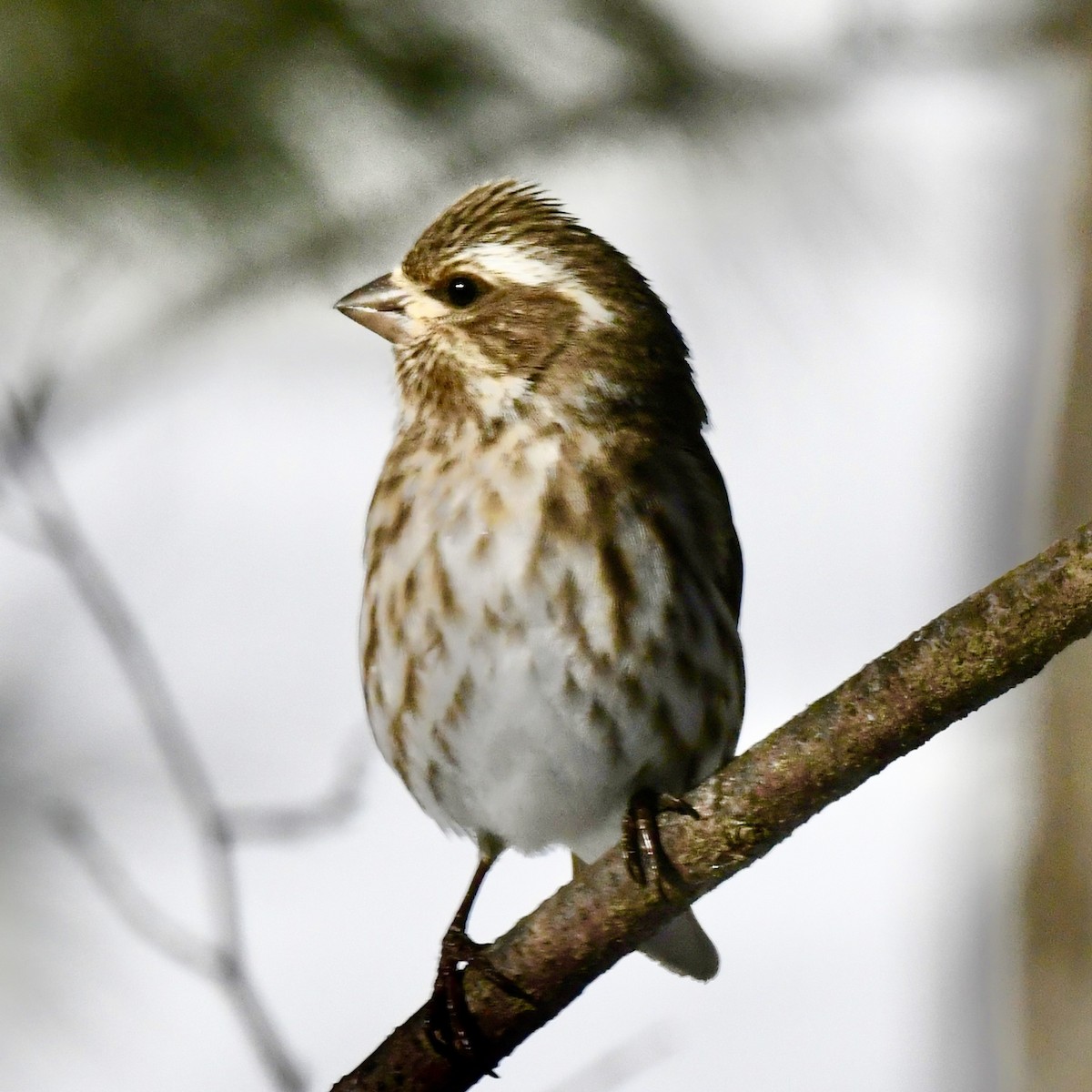 Purple Finch - ML615350501