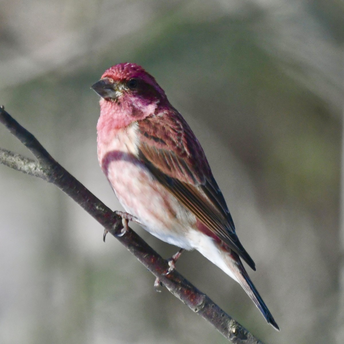 Purple Finch - ML615350502