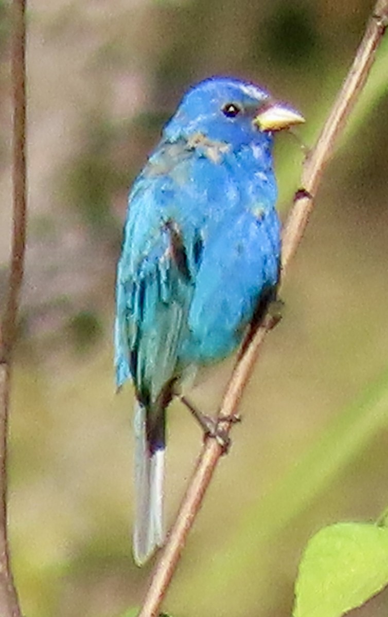 Indigo Bunting - ML615350504