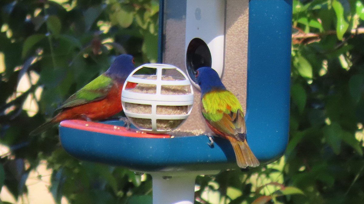 Painted Bunting - ML615350508
