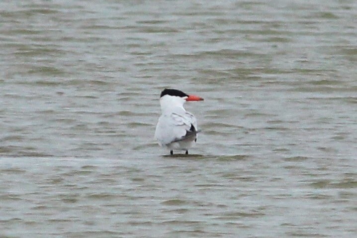 Caspian Tern - Toby Carter