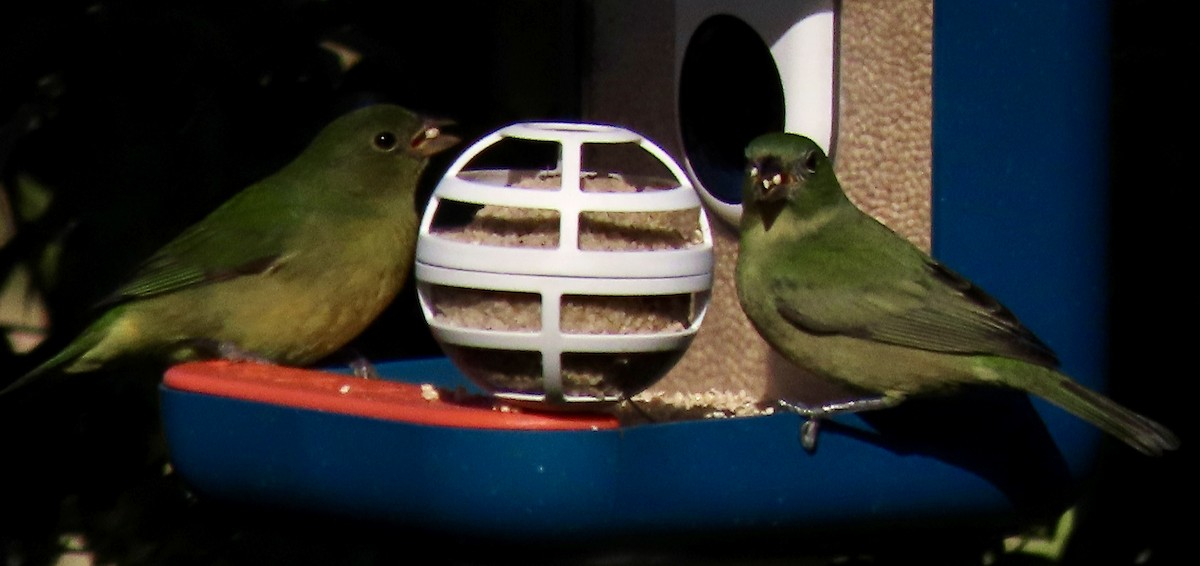 Painted Bunting - ML615350547