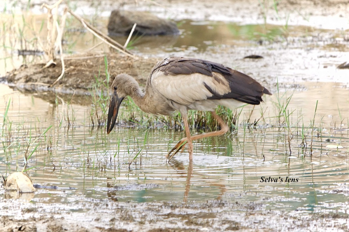 Asian Openbill - ML615350552