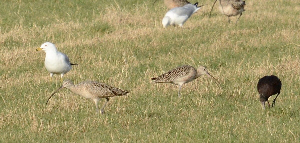 Long-billed Curlew - ML615350574